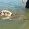 Bulldog Swimming