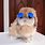 Bunny with Sunglasses