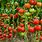 Bush Type Tomato Plants