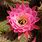 Cactus Plant with Pink Flowers