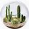 Cactus Terrarium