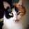 Calico Cat Photography
