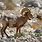 California Bighorn Sheep