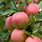 California Pink Lady Apple