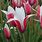 Calla Cactaceae Tulipa