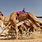 Camel Racing Saudi Arabia