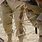Camel Spider From Iraq