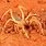 Camel Spider Pictures