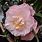Camellia April Blush