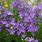 Campanula Lactiflora Prichard's Variety