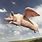 Can Pigs Fly