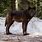 Canadian Black Wolf
