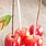 Candy Apple Sticks