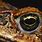 Cane Toad Eye