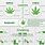 Cannabis Growing Chart