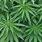 Cannabis Sativa Plant Leaf