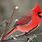 Cardinal Red Robin Bird