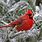 Cardinal Winter Pics