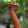 Carved Snake Walking Stick