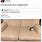 Cat Between Couch Meme