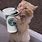 Cat Drinking Coffee Meme