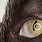 Cat Eye Third Eyelid
