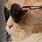 Cat Glasses Wallpaper