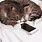 Cat On a Phone