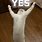Cat Saying Yes