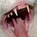 Cat Sharp Teeth