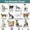 Cat Species Chart