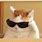 Cat Sunglasses Meme