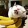 Cat and Banana Funny