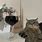 Cat and Wine Meme