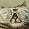 Cat with Glasses Wallpaper Funny