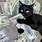 Cat with Money Tik Tok