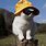 Cat with Yellow Hat and Sunglasses