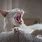 Cats Yawning Images