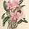 Cattleya Flower Drawing