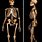 Caveman Skeleton