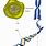 Cell Nucleus Chromosome DNA