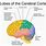 Cerebral Cortex Psychology