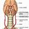 Cervical Carotid Artery