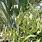 Chasmanthium Latifolium Grass