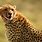 Cheetah Desktop