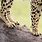 Cheetah Feet