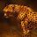 Cheetah deviantART