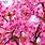 Cherry Blossom Pink Flowers Wallpaper