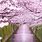 Cherry Blossom River Japan