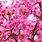 Cherry Blossom Wallpaper 2560X1440